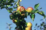 Flora-Baum-Apfel-1996-02.jpg