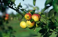 Flora-Baum-Apfel-1996-03.jpg