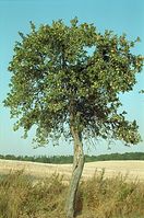 Flora-Baum-Apfel-199908-32.jpg