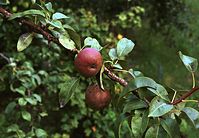 Flora-Baum-Apfel-200108-17.jpg