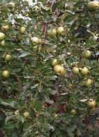 Flora-Baum-Apfel-200108-19.jpg