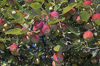 Flora-Baum-Apfel-20050823-34.jpg