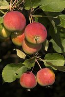 Flora-Baum-Apfel-20050823-37.jpg