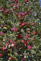 Flora-Baum-Apfel-20050904-11.jpg