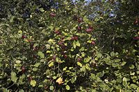 Flora-Baum-Apfel-20060916-15.jpg