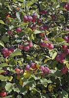 Flora-Baum-Apfel-20060916-17.jpg