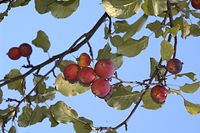 Flora-Baum-Apfel-20060916-18.jpg