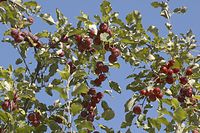 Flora-Baum-Apfel-20060916-22.jpg