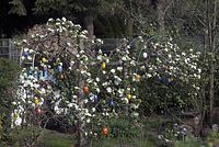 Flora-Baum-Apfel-20070415-68.jpg