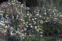 Flora-Baum-Apfel-20070415-69.jpg
