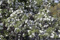 Flora-Baum-Apfel-20070422-10.jpg