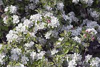 Flora-Baum-Apfel-20070422-11.jpg