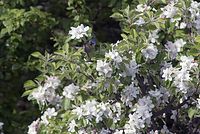 Flora-Baum-Apfel-20070422-12.jpg