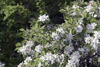 Flora-Baum-Apfel-20070422-13.jpg