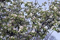 Flora-Baum-Apfel-20070422-14.jpg