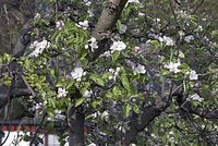 Flora-Baum-Apfel-20070422-15.jpg