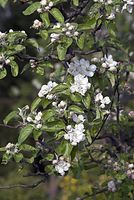 Flora-Baum-Apfel-20070422-16.jpg
