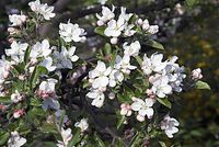 Flora-Baum-Apfel-20070422-17.jpg
