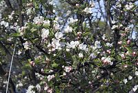 Flora-Baum-Apfel-20070422-18.jpg
