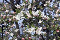Flora-Baum-Apfel-20070422-19.jpg