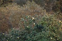Flora-Baum-Apfel-20100907-20.jpg