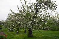 Flora-Baum-Apfel-20130511-021.jpg