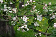 Flora-Baum-Apfel-20130511-137.jpg