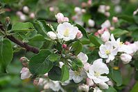 Flora-Baum-Apfel-20130511-138.jpg