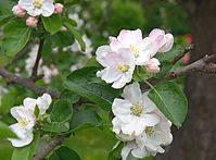 Flora-Baum-Apfel-20130511-139.jpg