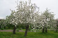 Flora-Baum-Apfel-20130511-140.jpg