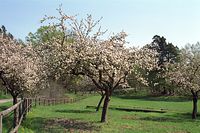 Flora-Baum-Apfelbaum-20020511-10.jpg