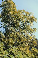 Flora-Baum-Avocado-199704-25.jpg