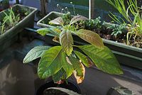 Flora-Baum-Avocado-20080503-01.jpg