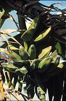 Flora-Baum-Banane-199704-38.jpg