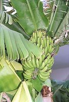 Flora-Baum-Banane-200111-424.jpg