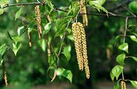 Flora-Baum-Birke-199805-02.jpg