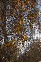 Flora-Baum-Birke-20051106-11.jpg