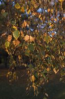Flora-Baum-Birke-20051106-12.jpg