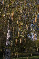 Flora-Baum-Birke-20060430-05.jpg