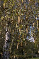Flora-Baum-Birke-20060430-06.jpg