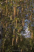Flora-Baum-Birke-20060430-07.jpg