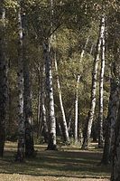 Flora-Baum-Birke-20061027-33.jpg