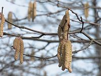 Flora-Baum-Birke-20100318-038.jpg