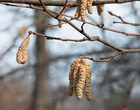 Flora-Baum-Birke-20100318-039.jpg
