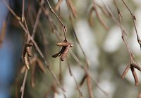 Flora-Baum-Birke-20140222-130.jpg