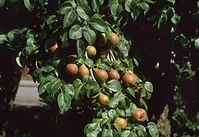 Flora-Baum-Birne-1994-038.jpg