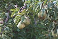 Flora-Baum-Birne-20060814-10.jpg