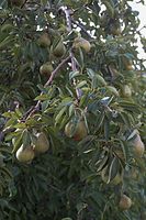 Flora-Baum-Birne-20060814-11.jpg