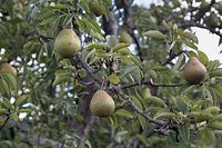 Flora-Baum-Birne-20060819-12.jpg