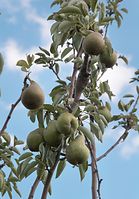 Flora-Baum-Birne-20060819-14.jpg